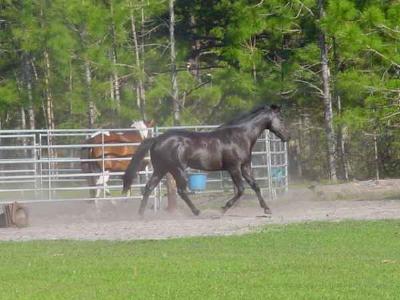 Run 'Round The Pen