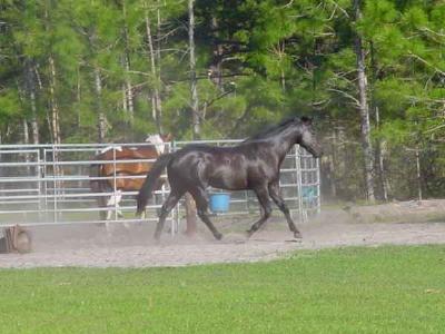 Run 'Round The Pen