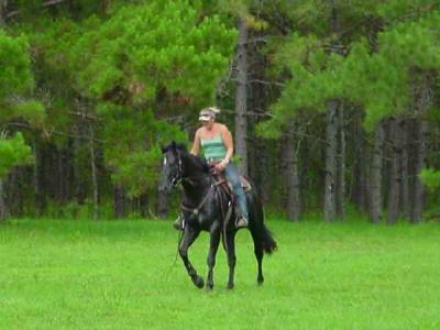 Pasture Perfect