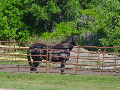 Waiting For A Mare