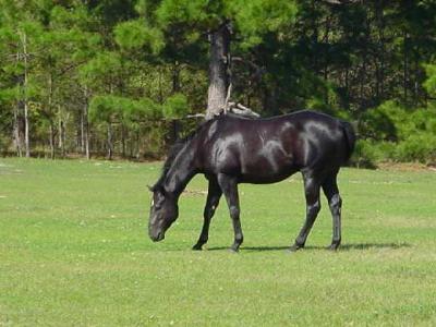 Spring Grazing