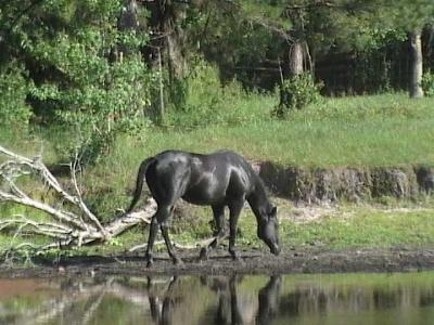 By The Pond