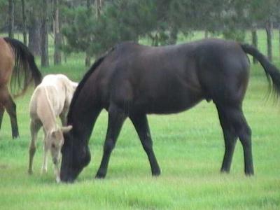 Shadow and Rowdy