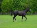 Trot to the Right