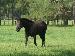 Trotting in the Pasture