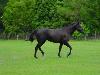 Trot to the Right