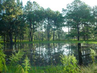 Catfish Pond200x.jpg